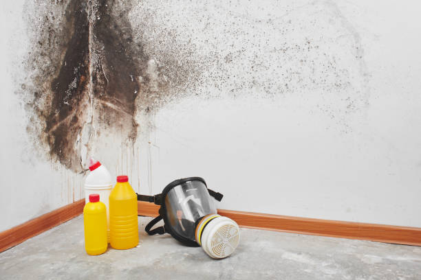 Best Affordable Mold Removal  in Troutman, NC