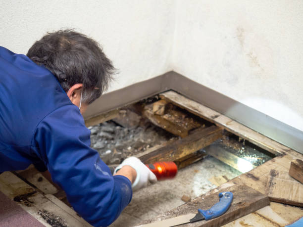 Best Certified Mold Removal  in Troutman, NC