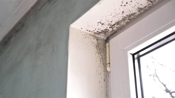 Best Best Mold Removal Companies  in Troutman, NC