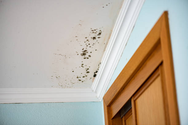 Best Emergency Mold Removal  in Troutman, NC