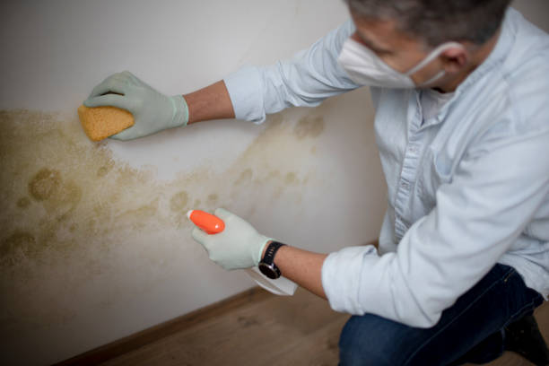 Best Black Mold Removal  in Troutman, NC