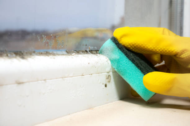 Trusted Troutman, NC Mold Removal Experts