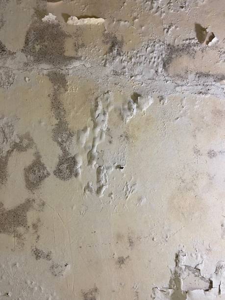 Best Best Mold Removal Companies  in Troutman, NC
