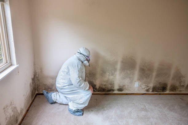 Best Fast Mold Removal  in Troutman, NC