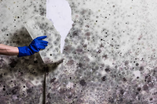 Best Mold Removal Near Me  in Troutman, NC